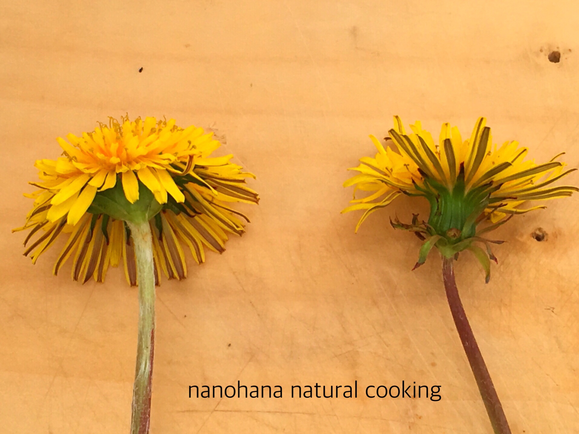 春のたんぽぽどんな風に食べるの Nanohana Natural Cooking